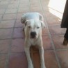 cixi